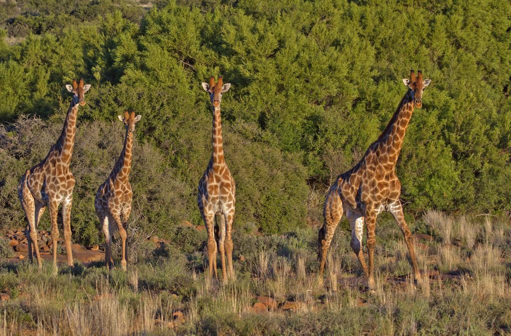 Vila Ko Ka Tsara Bush Camp Beaufort West Exteriér fotografie