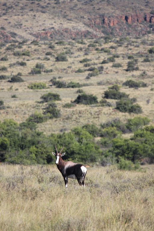 Vila Ko Ka Tsara Bush Camp Beaufort West Exteriér fotografie
