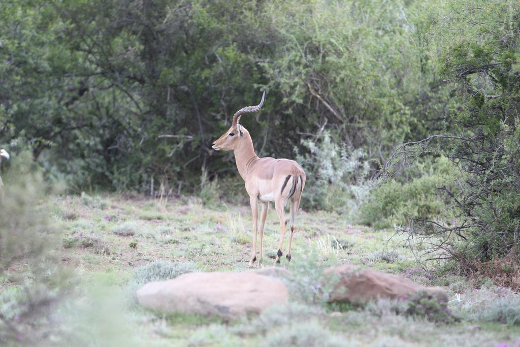 Vila Ko Ka Tsara Bush Camp Beaufort West Exteriér fotografie